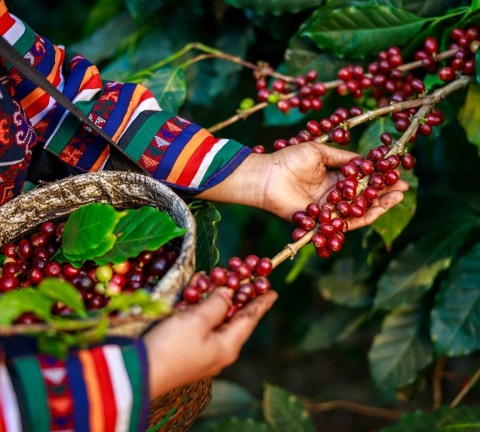 Red Coffee Beans Organic 100 In Hand And Basket